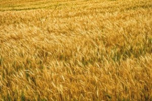 今の時期は、小麦が黄金色に染まっています。