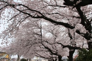 会社の近くの公園でお花見しました♪