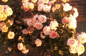 ライトアップされた薔薇