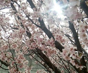前橋駅の近くの桜