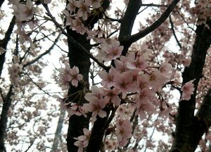 桜