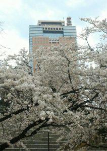 前橋公園から見える桜と県庁です♪