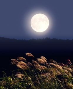 十五夜ですね