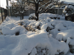 みまつ食品敷地内には、３０センチくらい雪が積もっています。