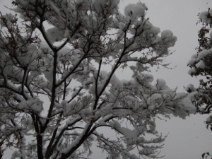 まだ雪が降っています