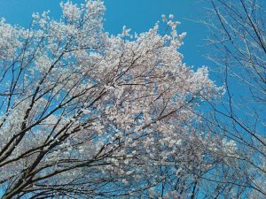 桜咲き始めました♪