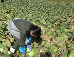 ご覧の通りの広大なキャベツ畑での作業です