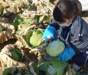 きれいに切れたかチェック