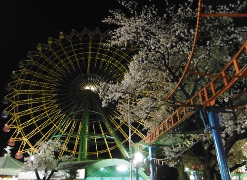 観覧車と桜