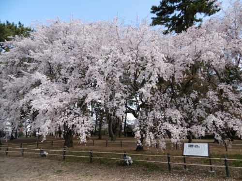 敷島しだれ桜