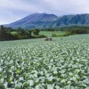 がん予防にキャベツが効果的といわれていますが・・・