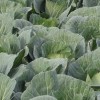 甘藍、Ｃｈｏｕ、Ｃａｂｂａｇｅといえば、何の野菜でしょうか？